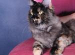 Ruby - Maine Coon Kitten For Sale - Tampa, FL, US