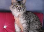 Felix - Maine Coon Kitten For Sale - FL, US