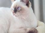 Daisy - British Shorthair Cat For Adoption - Watertown, NY, US