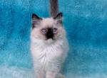 Olive - Ragdoll Kitten For Sale - Orlando, FL, US