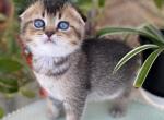 Scottish Fold Kittens 6 weeks old - Scottish Fold Kitten For Sale - Orlando, FL, US