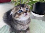 Scottish Fold Kittens 6 weeks old - Scottish Fold Kitten For Sale - Davenport, FL, US