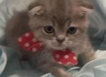 Scottish fold and straight kittens - Scottish Fold Kitten For Sale - IL, US