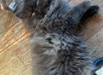 brown persian boy - Persian Kitten For Sale - Bloomington, IL, US