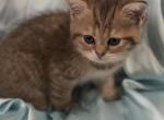 British Shorthair kittens - British Shorthair Kitten For Sale - IL, US