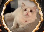 Marie Lilac Bicolor Female Ragdoll - Ragdoll Cat For Sale - Puyallup, WA, US