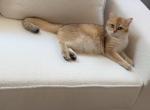 Freya - British Shorthair Cat For Sale - 