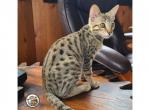 XL female Savannah kitten Zelda - Savannah Kitten For Sale - Arroyo Grande, CA, US