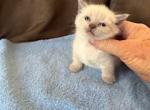 Munchkin Color Point Fur babies - Munchkin Kitten For Sale - 