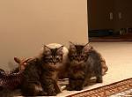 Siberian Norwegian Litter - Siberian Kitten For Sale - Alexandria, VA, US