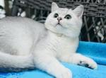 Silver Plush boy Leo Thaddeus - British Shorthair Kitten For Sale - NY, US