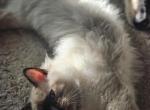 Rosemary - Ragdoll Kitten For Sale - 