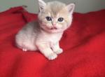 British kittens female - British Shorthair Kitten For Sale - 