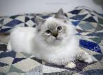 Adalbert - Ragdoll Kitten For Sale - Tuscaloosa, AL, US