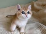 Bryan - British Shorthair Kitten For Sale - Maple Grove, MN, US