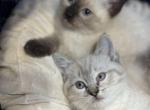 Snuggles - Siamese Kitten For Sale - 