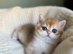 Ben Golden British kitten - British Shorthair Kitten For Sale - 