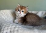 Golden longhair British kitten - British Shorthair Kitten For Sale - 