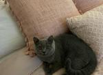 Lucky - British Shorthair Cat For Sale - 