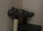 Tommy - British Shorthair Cat For Sale - Edmonton, Alberta, CA