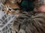 Gerty and Jonsey's Christmas cuddle coming - Siberian Kitten For Sale - Milan, MI, US