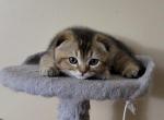 Mouse - Scottish Fold Kitten For Sale - Brooklyn, NY, US