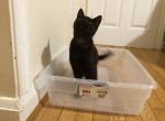 Raven - Domestic Kitten For Sale - 