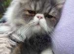 Koko - Persian Kitten For Sale - 