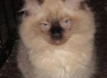 kittens deposit - Ragdoll Kitten For Sale - Beckley, WV, US