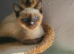 Seal point siamese kitten's - Siamese Kitten For Sale - 