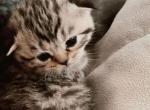 Scottish fold and straight - Scottish Fold Kitten For Sale - Everett, WA, US