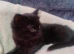 Fluffs - Russian Blue Kitten For Sale - 