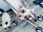 lily - Himalayan Kitten For Sale - Mount Prospect, IL, US