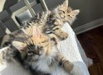 Scar and Zira babies - Maine Coon Kitten For Sale - Orland Hills, IL, US