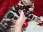 Holiday Brown rosetted bengal male available - Bengal Kitten For Sale - 