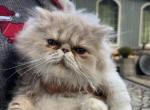 Mara - Persian Kitten For Sale - Cave Junction, OR, US