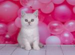 ELISA - British Shorthair Kitten For Sale - 