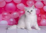 EMIR - British Shorthair Kitten For Sale - Sunnyvale, CA, US