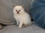 Cute boys - Ragdoll Kitten For Sale - 