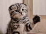 Reserved ATOS - Scottish Fold Kitten For Sale - Sunnyvale, CA, US