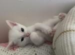 Ume & Gyutaro - Domestic Kitten For Sale - Grand Junction, CO, US