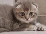 Reserved FELIX - Scottish Fold Kitten For Sale - Sunnyvale, CA, US