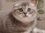 FELIX - Scottish Fold Kitten For Sale - 