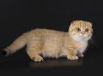 Moss tiny orange golden Scottish kilt munchkin - Munchkin Kitten For Sale - CA, US