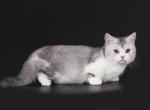 Ludvin tiny munchkin standard bicolor short legs - Munchkin Kitten For Sale - CA, US