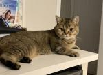 Luna - British Shorthair Cat For Sale - Alpharetta, GA, US