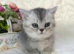 Sebastian munchkin standard silver chinchilla - Munchkin Kitten For Sale - CA, US