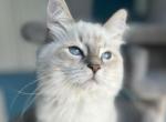 Waylon - Siberian Kitten For Sale - 