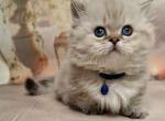 Blue eyed fluffy angel Ramina munchkin standard - Munchkin Kitten For Sale - CA, US