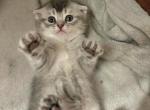 Mimi - Scottish Fold Kitten For Sale - 